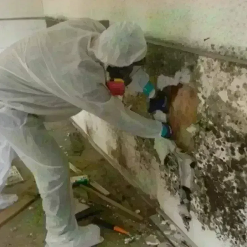 Mold Remediation and Removal in Salyersville, KY